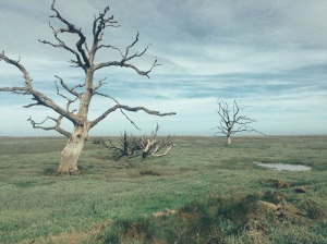 Trees, sea marsh, coast - Porlock