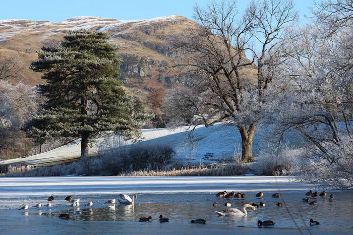 Ducks and swans on freezing loch in front of hills