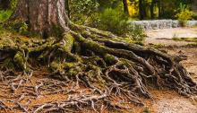 Mass of tree roots